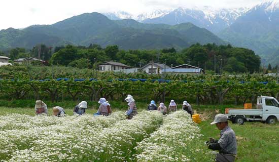 Nagano harb farming