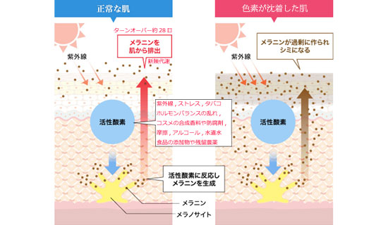 正常な皮膚とシミができる皮膚