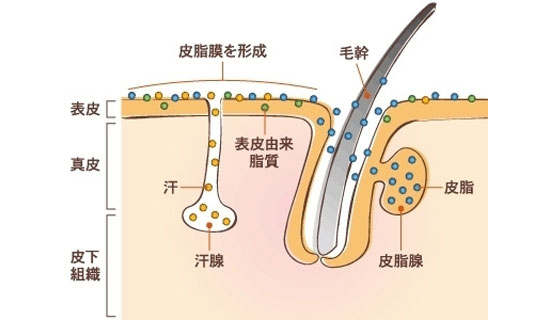 皮膚の断面