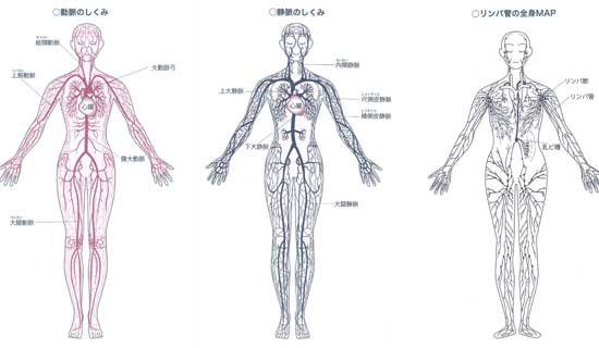 動脈と静脈リンパ管