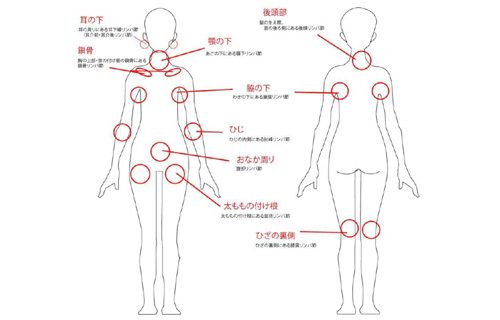 全身に分布しているリンパ節