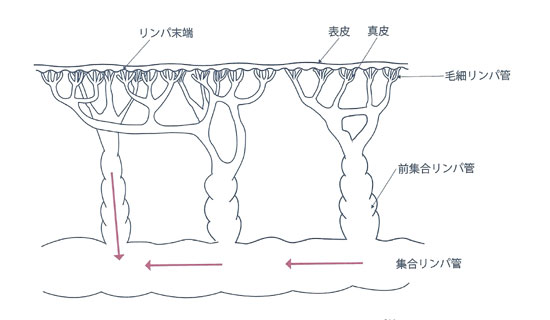 皮膚とリンパ管